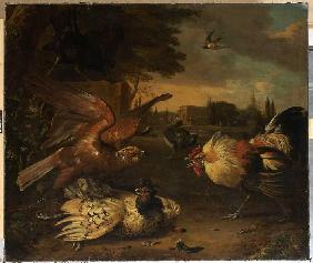 Ein Hahn verteidigt eine von einem Falken geschlagene Henne.