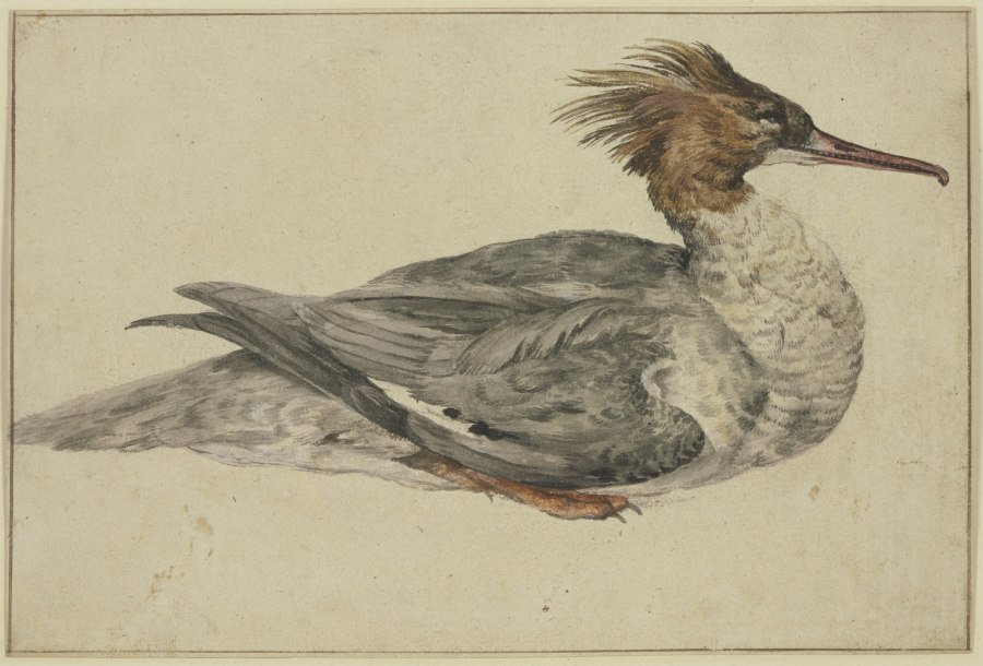 Liegende Ente mit brauner Haube, rotem Schnabel und Füßen à Melchior de Hondecoeter
