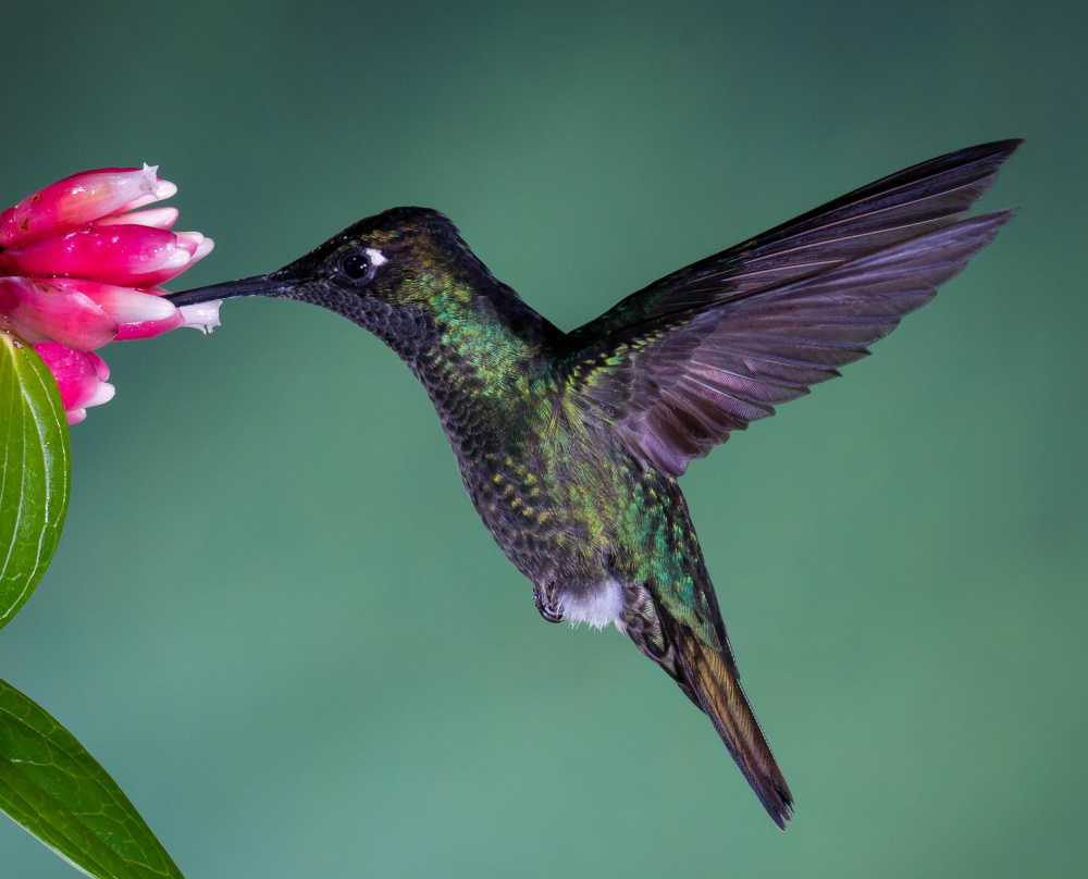 Costa Rican Hummingbird à Melissa Theil