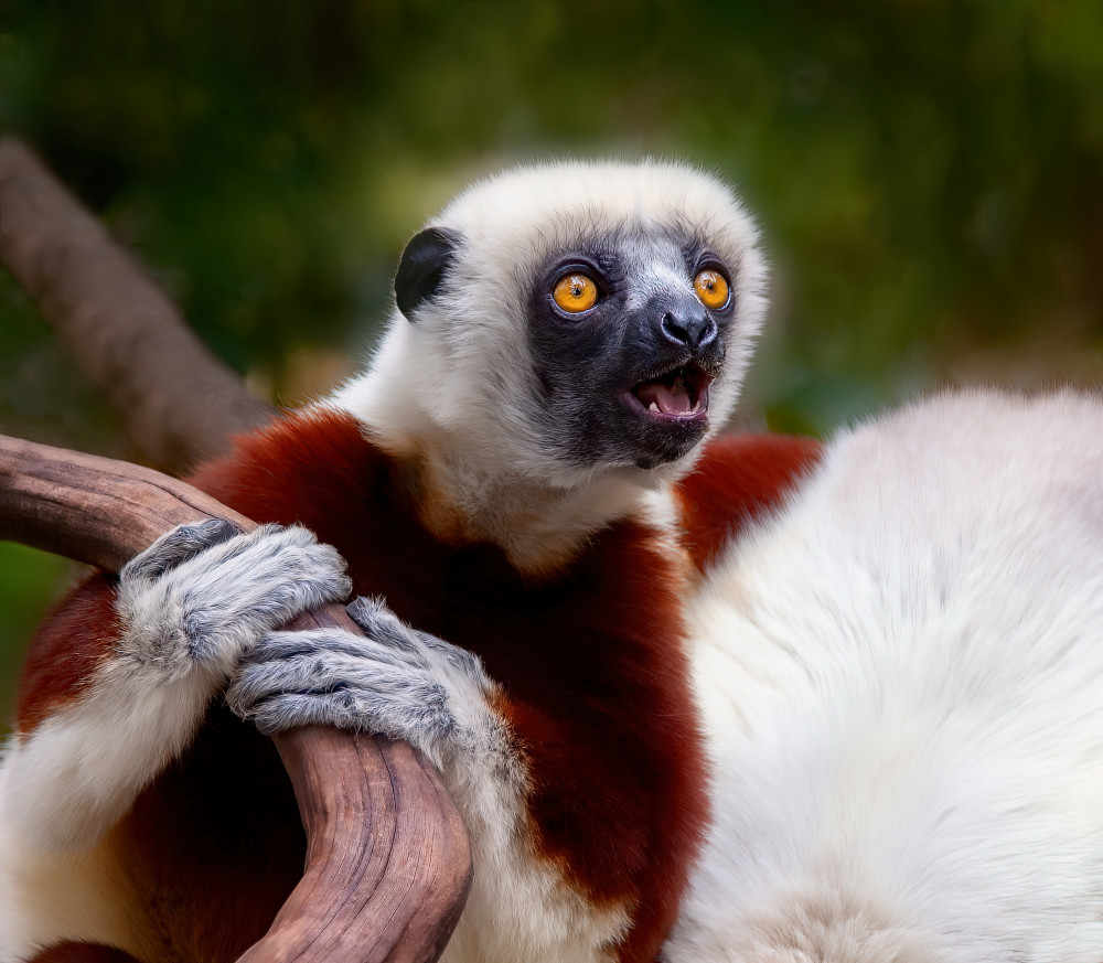 Sifaka: Cry in the Wild à Miary Andria