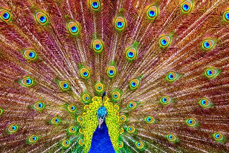 Peacock