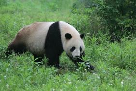 Großer Panda (ailuropoda melanoleuca)