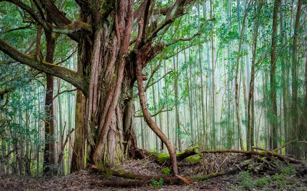 Waipio Valley Rainforest à Michael Delman