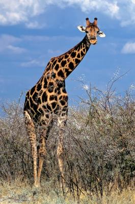 Giraffe à Michael Dietrich