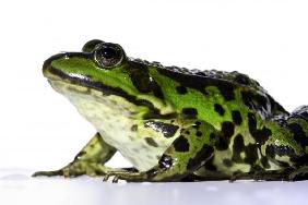 frosch