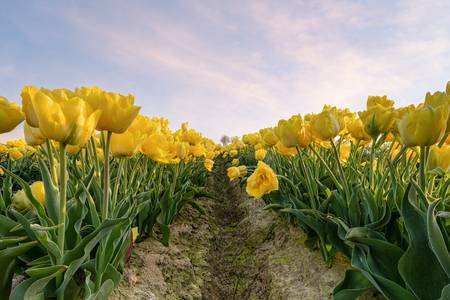 Gelbe Tulpen