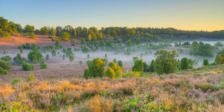 Morgens in der Lüneburger Heide