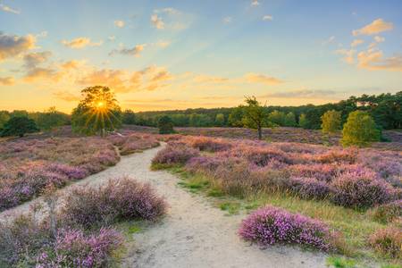 Sommerabend in der Westruper Heide bei Haltern am See im Münsterland