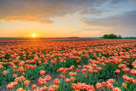 Sonnenuntergang im Tulpenfeld