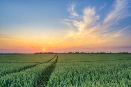 Sonnenuntergang im Weizenfeld