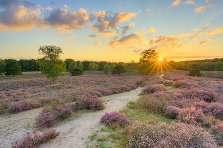 Sonnenuntergang in der Westruper Heide bei Haltern am See