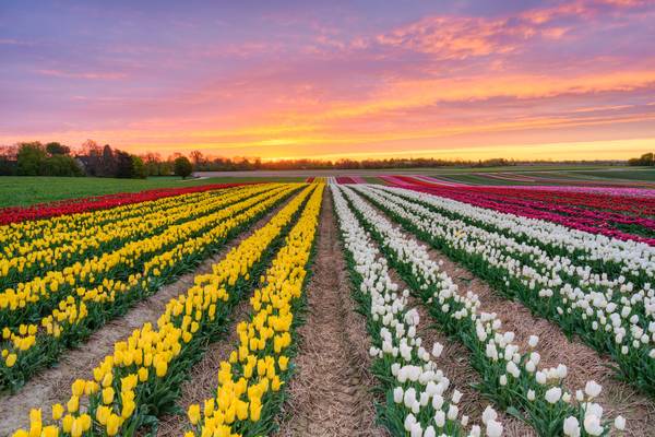 Tulpenfeld im Rheinland bei Sonnenaufgang à Michael Valjak