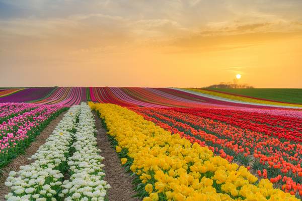 Tulpenfeld im Rheinland bei Sonnenuntergang à Michael Valjak