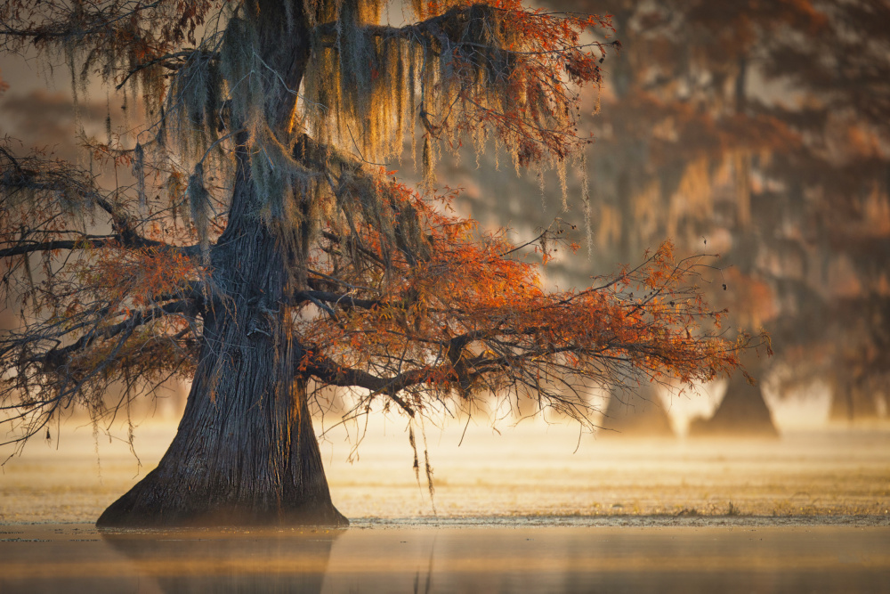 A Cypress In Fall Water à Michael Zheng
