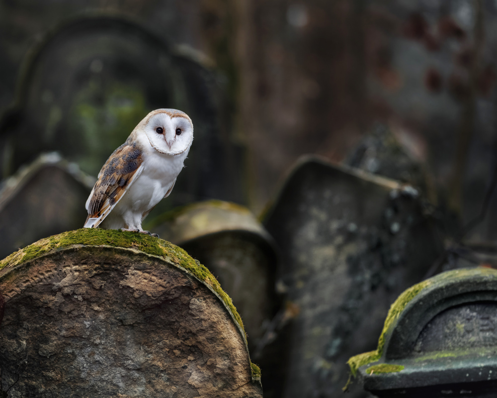 Owl at cemetery à Michaela Firešová