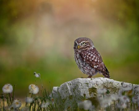 Owl resting on the stone