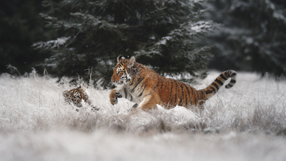 Joy on the snow à Michaela Firešová