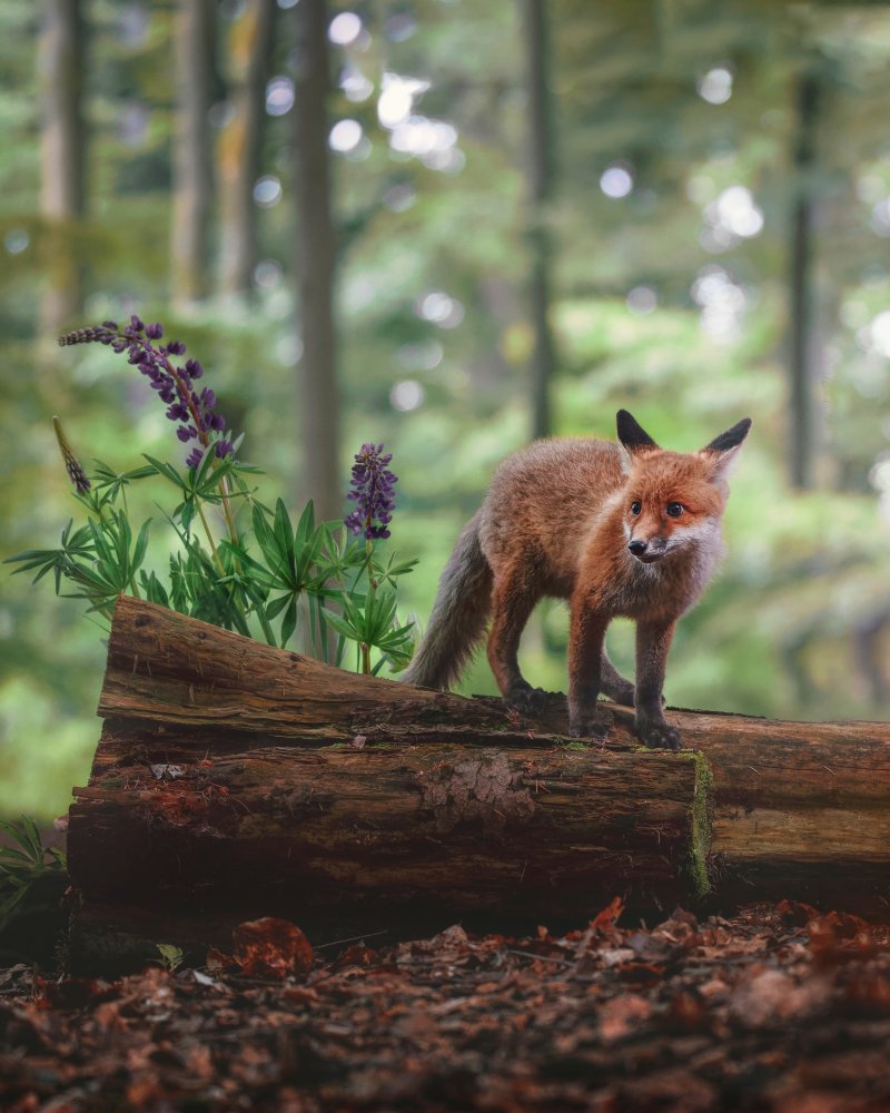Fox in the forest à Michaela Firešová