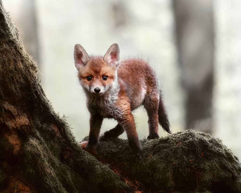 Little red fox à Michaela Firešová