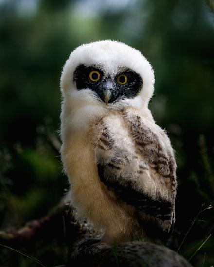 Little tawny owl