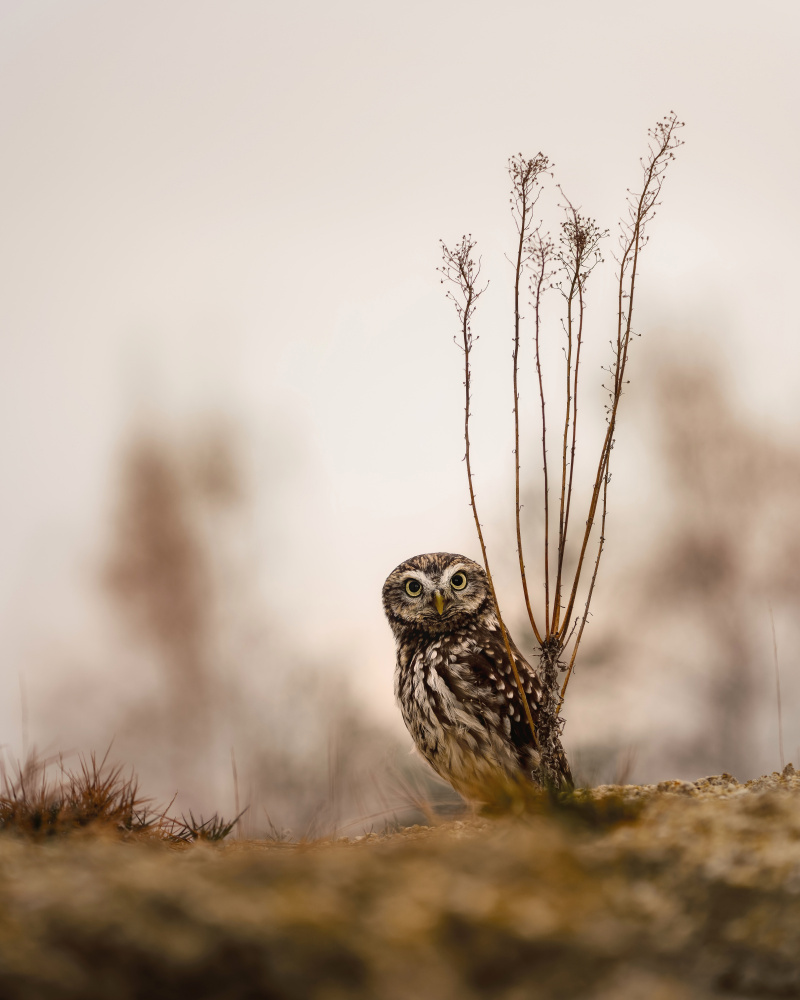 Screech owl in the morning à Michaela Firešová