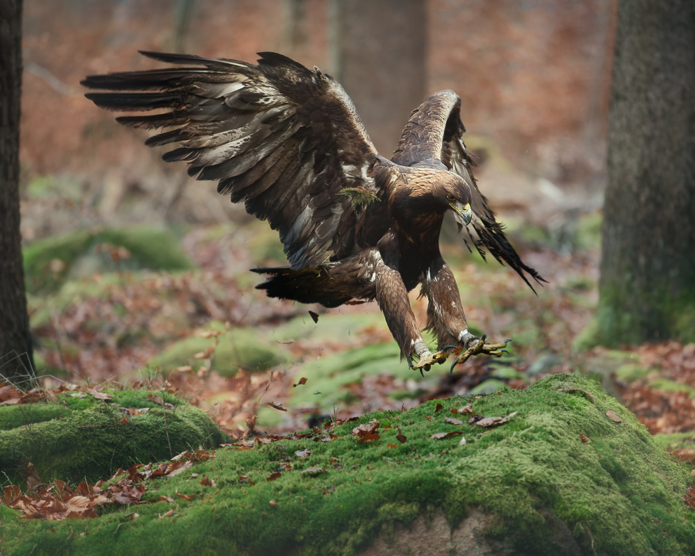 Landing eagle à Michaela Firešová
