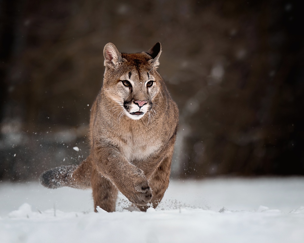 Cougar on snow à Michaela Firešová