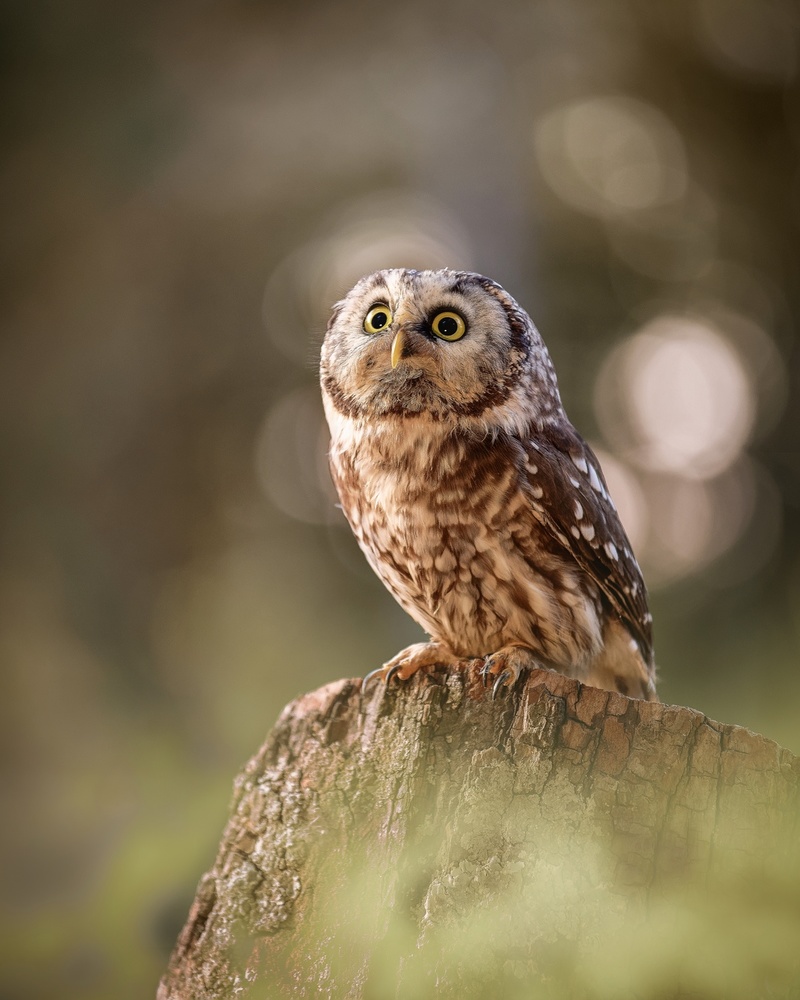 Boreal owl at sunrise à Michaela Firešová