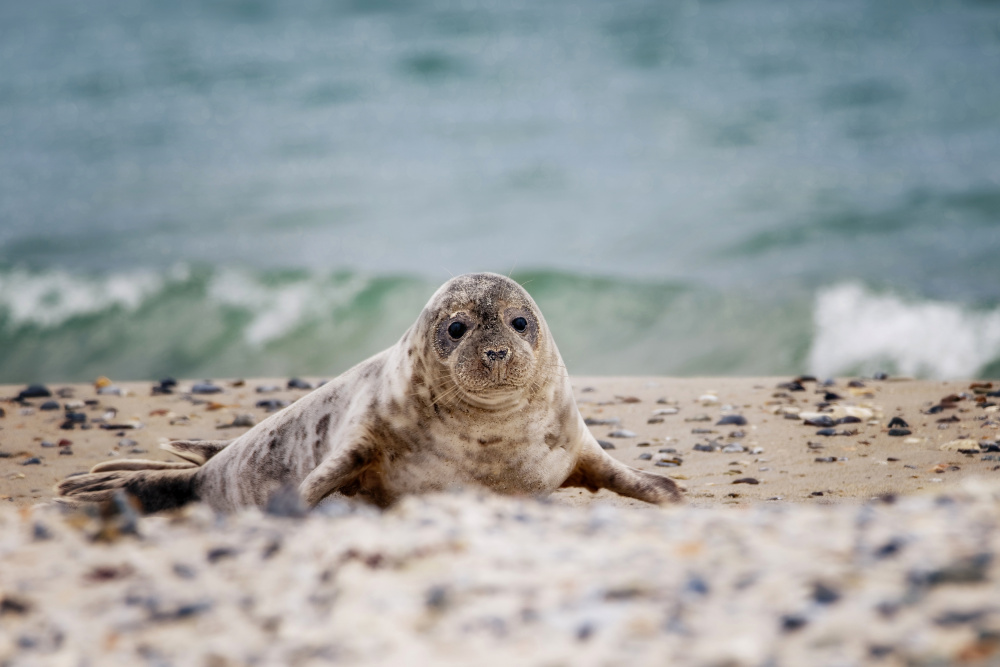 Seal on the beach à Michaela Firešová