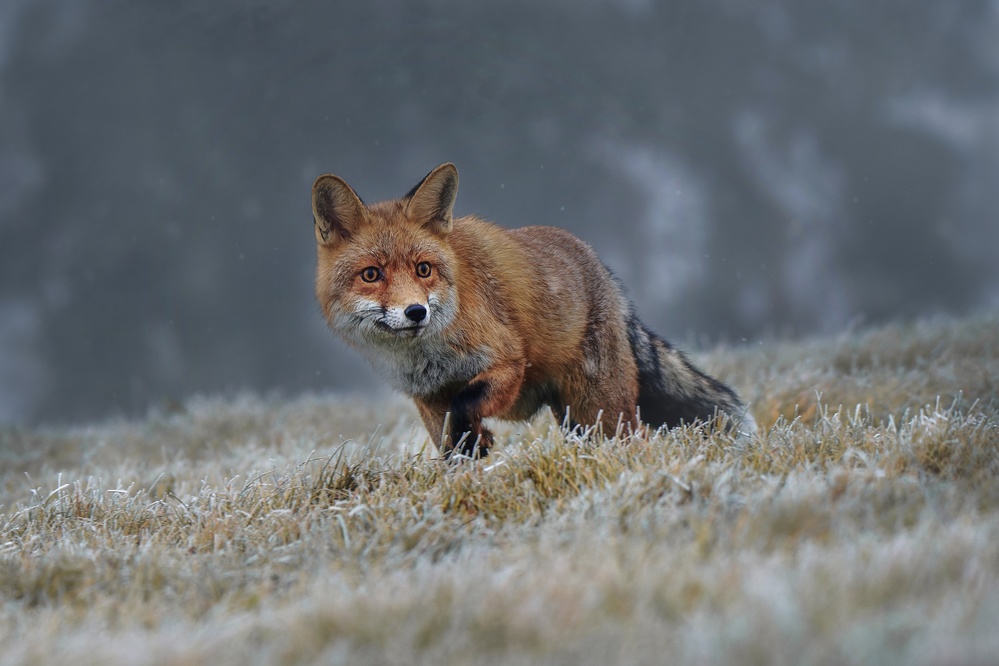 Red fox à Michaela Firešová