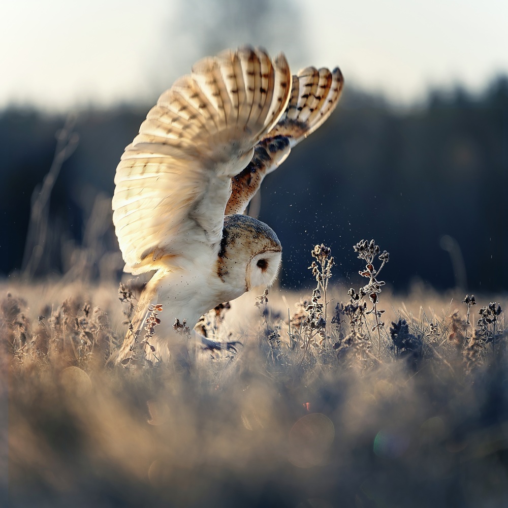 Barn owl at sunrise à Michaela Firešová