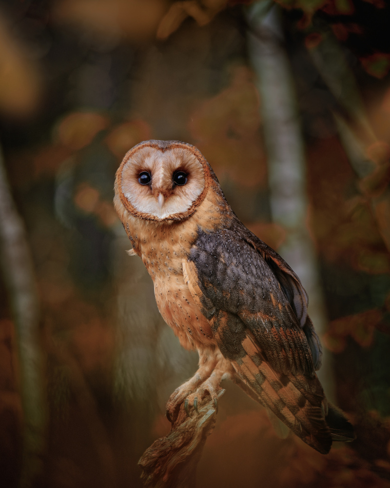 Barn owl in forest à Michaela Firešová