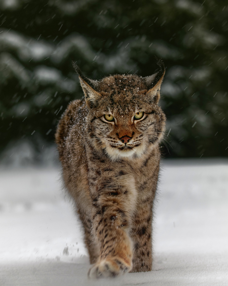 Meet the lynx à Michaela Firešová