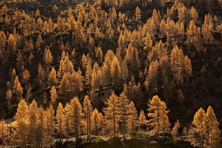 larches in autumn