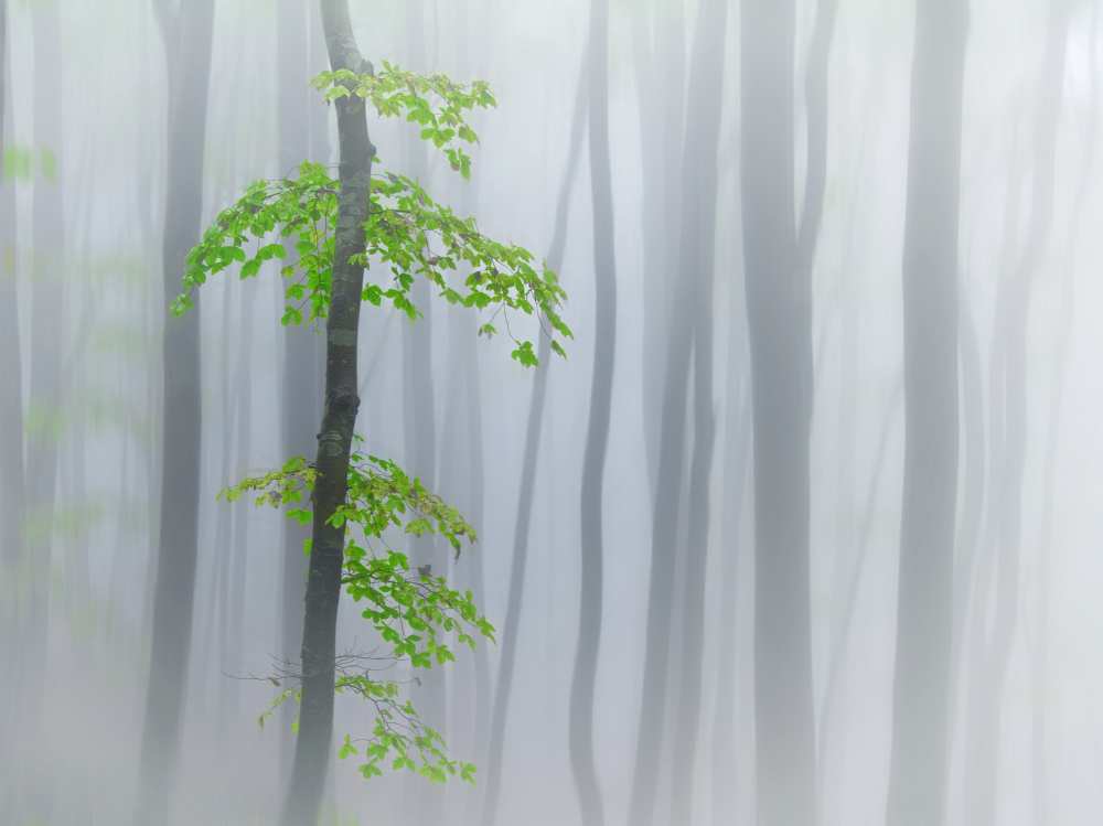 the fog and leaves à Michel Manzoni