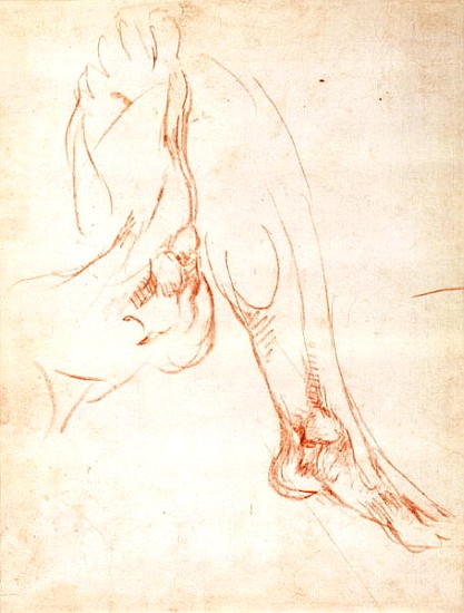 Study of a lower leg and foot à Michelangelo Buonarroti