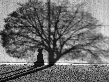 The shadow of a woman in the shadow of a treetop.