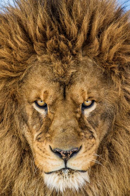 Lion sérieux à Mike Centioli