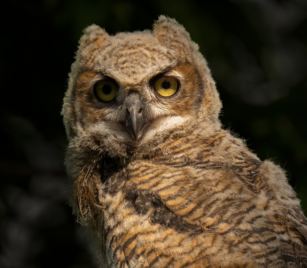 A Portrait of Great Horn Owlet à Mike He