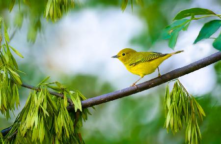 Yellow Warbler