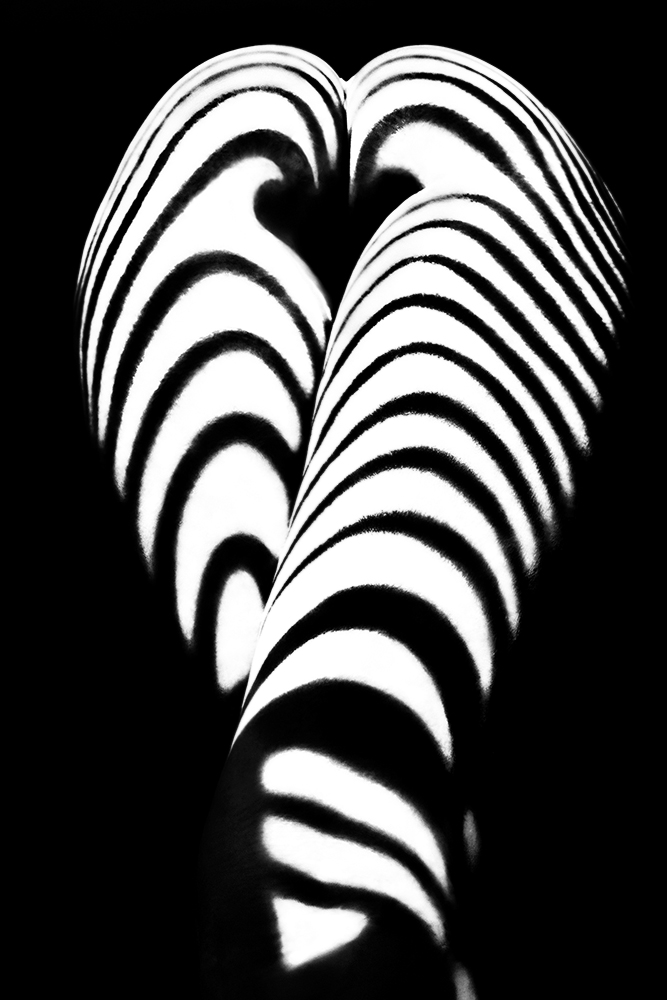 zebra ass 2 à Mikhail Faletkin