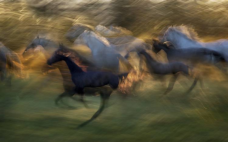 fiery gallop à Milan Malovrh