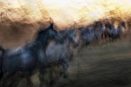 gallop to the unknown