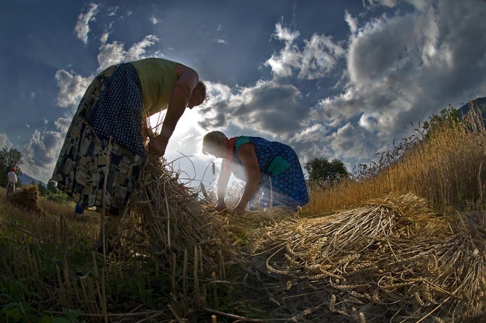grain harvest à Milan Malovrh