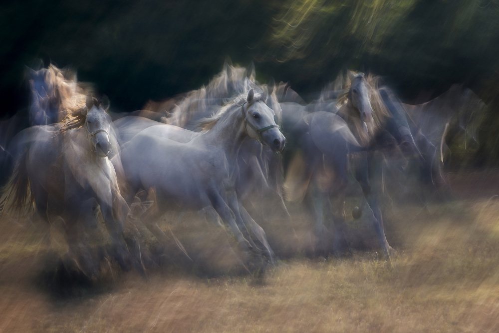 horses running à Milan Malovrh