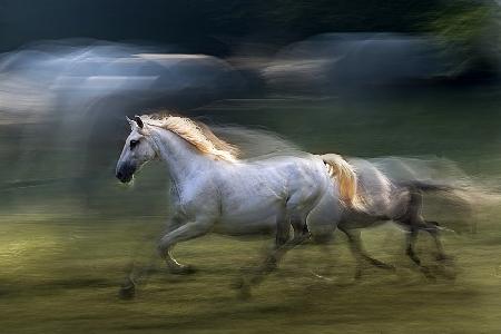white mare into a gallop
