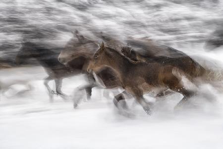 winter gallop