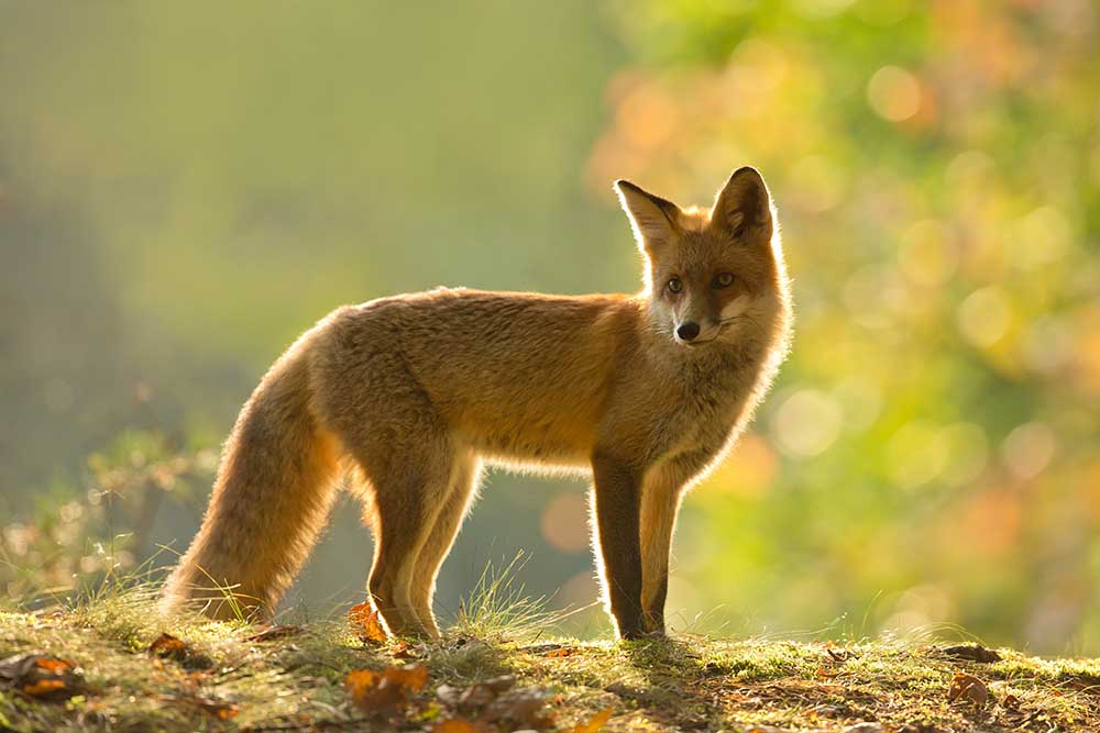 Red fox à Milan Zygmunt