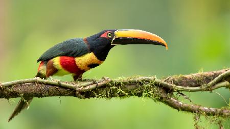 Fiery-billed aracari