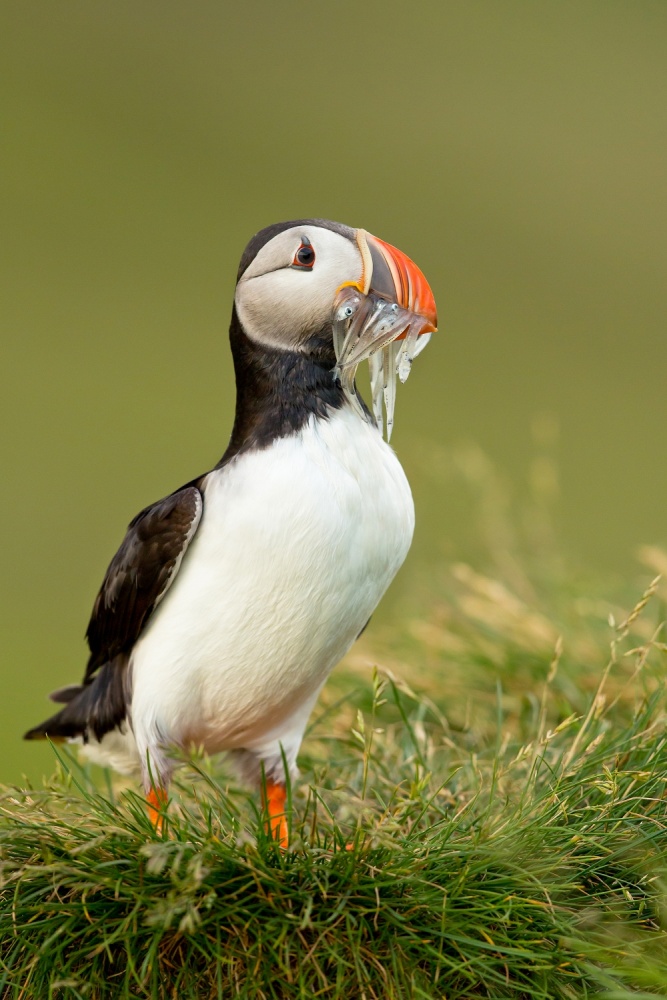 Atlantic Puffin à Milan Zygmunt